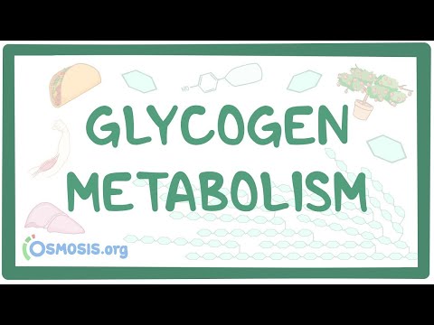Glycogen Molecules: Energy Reserves for Life and Performance