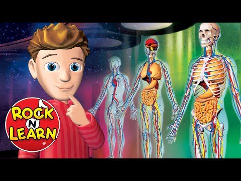 Innovative Human Body Models in Scientific Education