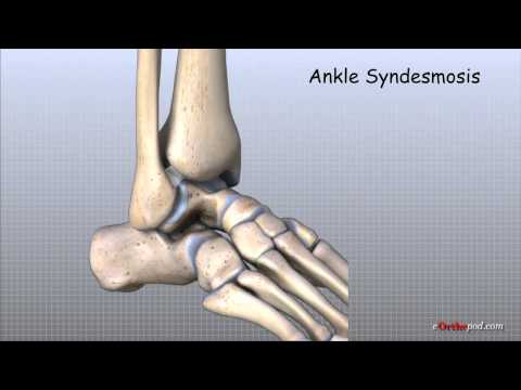Anatomy of the Ankle Joint and Its Functional Significance
