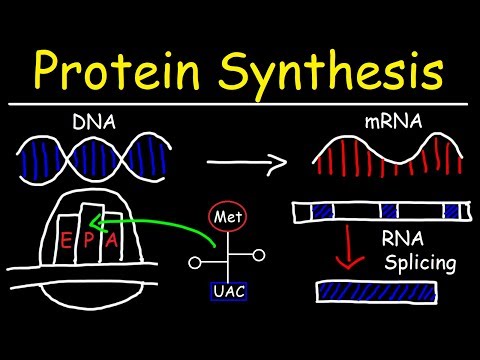 RNA: A Fundamental Molecule in Biological Processes