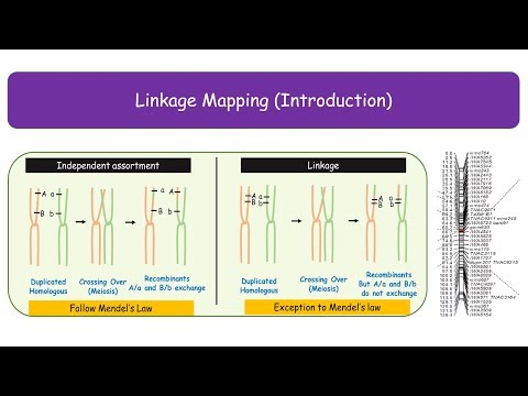 Linkage Maps: Navigating Genetic Connections in Science