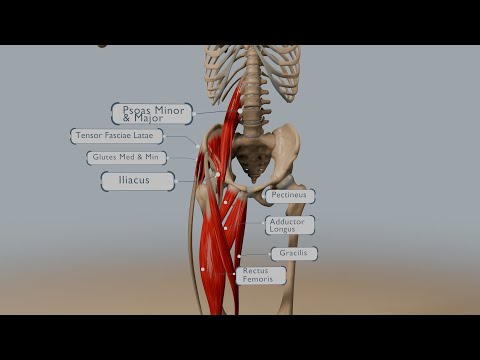The Role of Small Muscles in Human Mobility and Stability