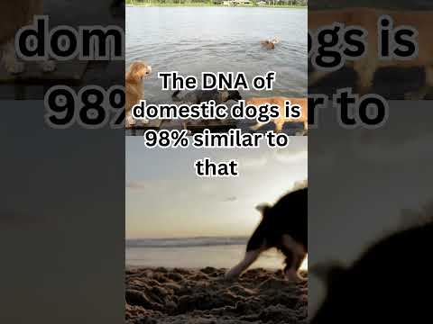 Unraveling Canine Genetics for Healthier Dogs