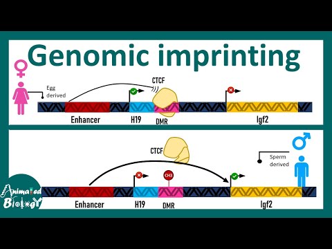 Imprinted Genes and Their Role in Genetic Expression
