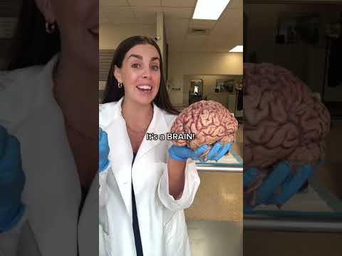 The Intricacies of Women's Body Organs in Science