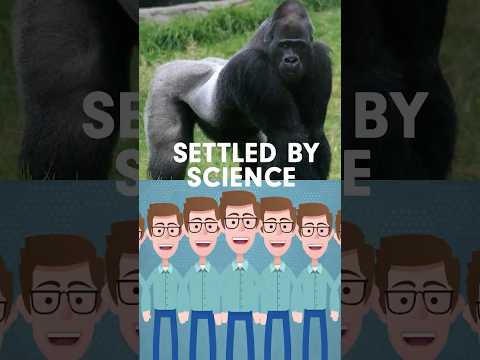 Gorilla Anatomy and Its Importance in Evolutionary Science