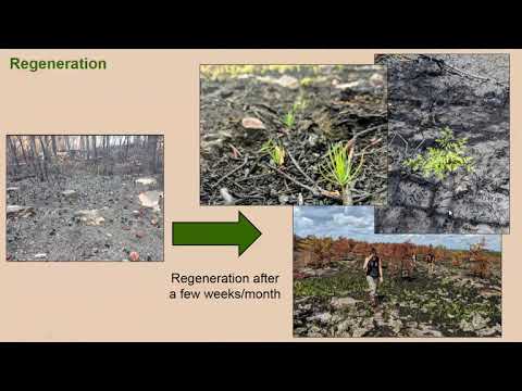 Resilience and Recovery in Disturbance Ecology