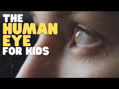The Fascinating Structure of the Human Eye in Detail