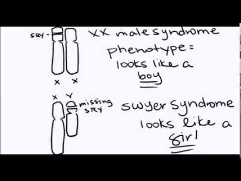 New Insights into the SRY Gene’s Role in Sex Determination