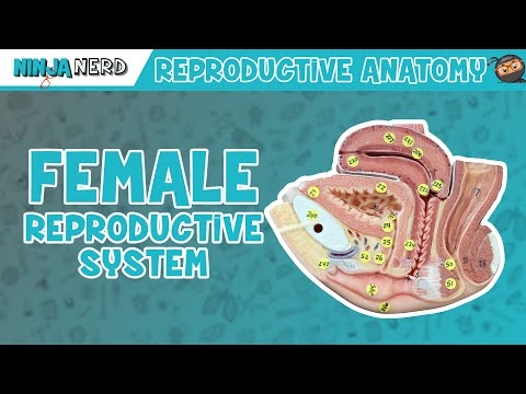 Anatomy of the Female Body: A Scientific Perspective