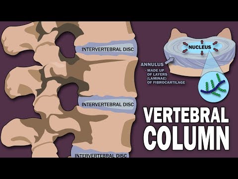 Thoracic Vertebrae Anatomy and Its Role in Human Biology