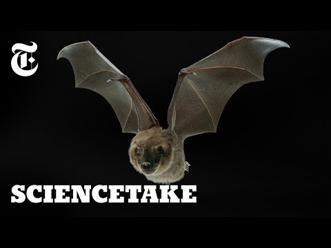 Bat Wing Anatomy: Structure and Function of Flight
