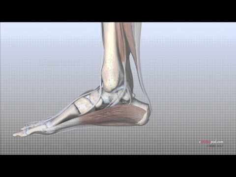 Foot Tendon Anatomy: Structure and Function in Human Movement