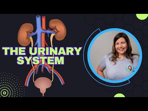 Anatomy of the Urinary System and Its Vital Functions