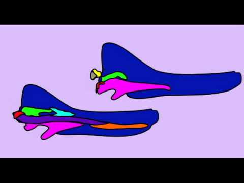 The Role of the Mandible in Human Evolution and Function