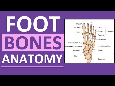 Anatomy of the Right Foot: Structure and Function Explained