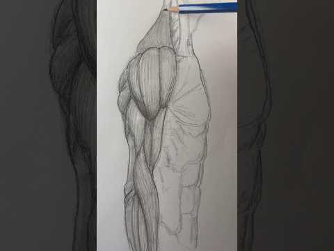 Anatomy for Artists: Bridging Science and Creativity