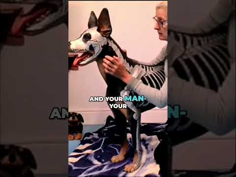 Fascinating Insights into Canine Head Anatomy and Function