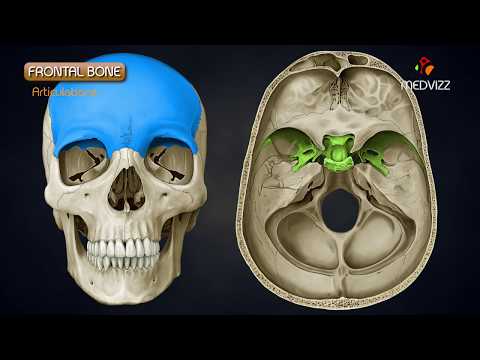 Anatomy and Significance of the Frontal Bone in Humans