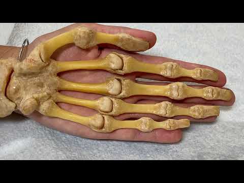 The Fascinating Structure of Human Hand Bones