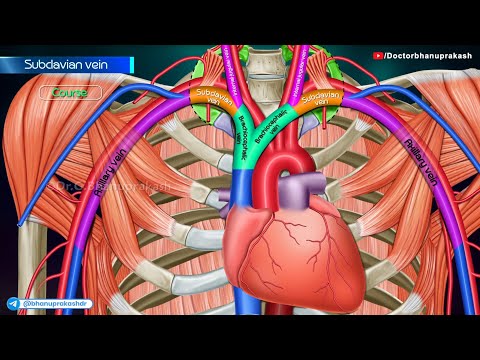 Subclavian Vein Anatomy and Its Role in Circulatory Health