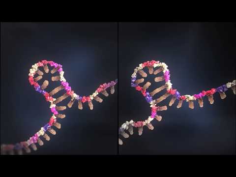 The Fascinating Role of Non-Coding DNA in Genetics