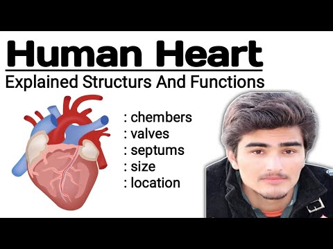 Heart Biology: Unraveling the Mysteries of Cardiac Function