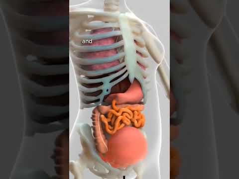 Visualizing the Female Body: A Diagram of Internal Organs