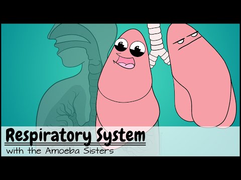 Lung Physiology: Breath Control and Gas Exchange Mechanisms
