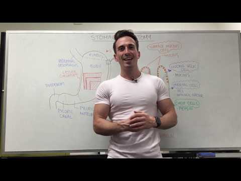 Stomach Anatomy and Its Role in Digestive Health