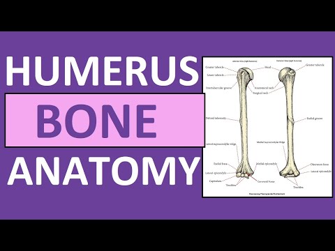 Humerus Bone Anatomy and Its Role in Human Movement