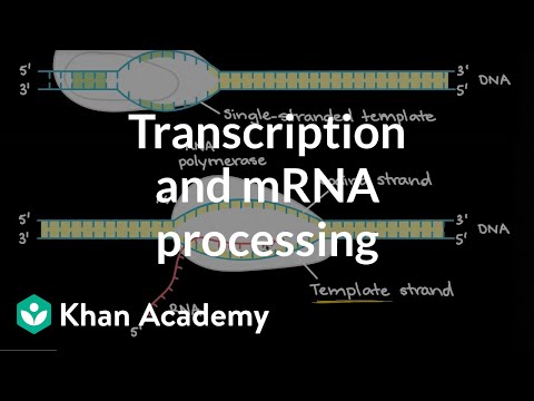 RNA Polymerase: The Key Enzyme in Gene Expression