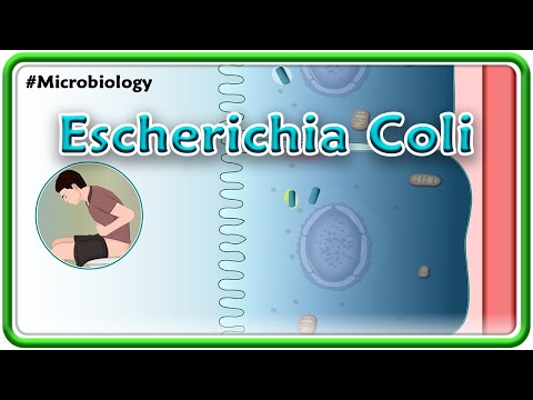 The Complexity of E Coli Taxonomy in Microbial Science