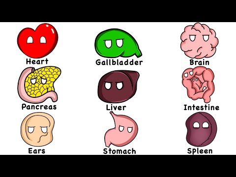 Fascinating Insights into Human Body Anatomy and Organs