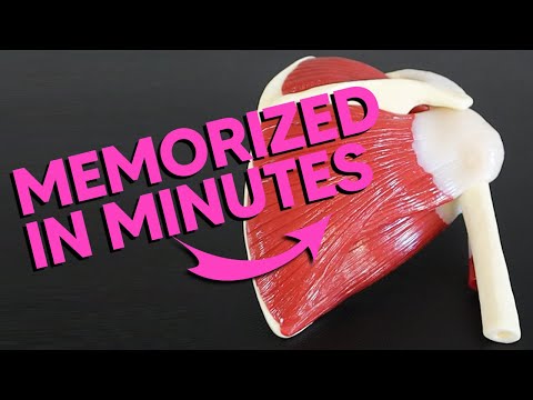 Anatomy of the Rotator Cuff Muscles in Human Movement