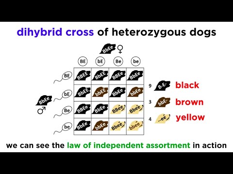 Dihybrid Inheritance: Traits and Patterns in Genetics