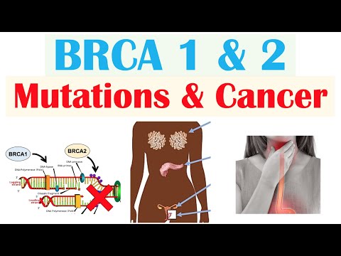 BRCA1 and BRCA2 Genes: Key Players in Cancer Risk and Research