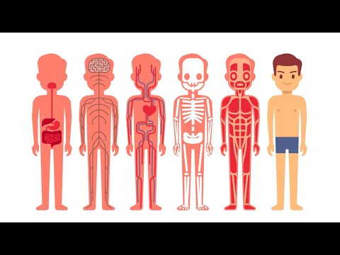 Fundamentals of Human Anatomy for Scientific Engagement