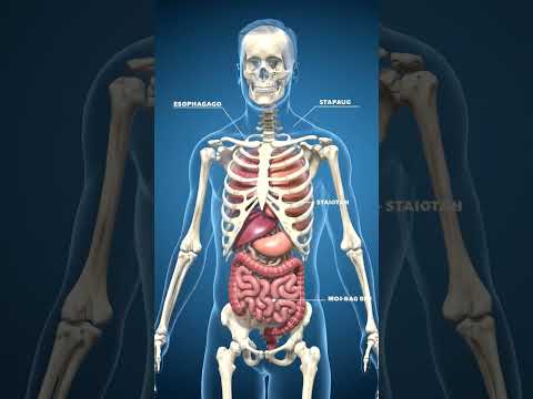 Unraveling the Complexities of Male Bone Structure
