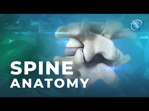 Anatomy of the Human Spine: A Scientific Perspective