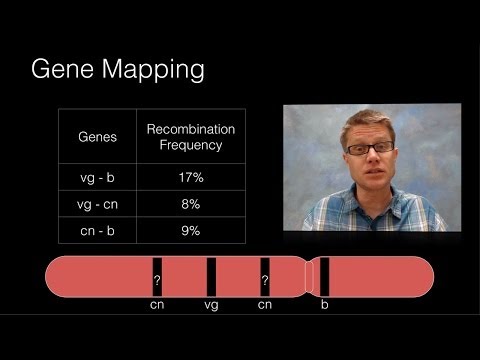 Mapping Genes: The Science Behind Linkage and Inheritance