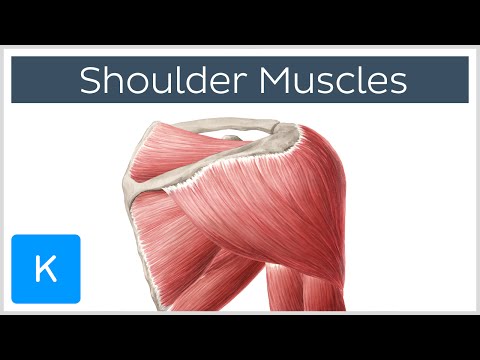 The Science Behind Human Shoulder Muscles and Their Functions