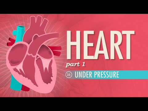 The Intricate Anatomy and Physiology of the Heart