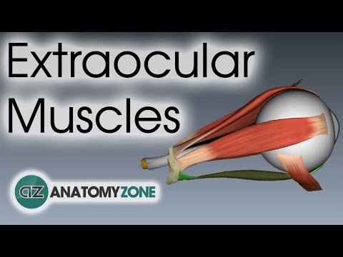 Eyelid Muscles and Their Role in Eye Functionality