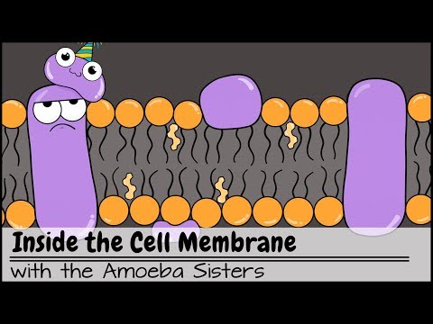Prokaryotic Cell Membranes: Structure and Function Unveiled