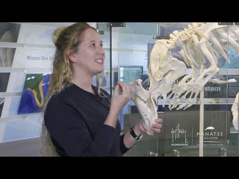 The Fascinating Anatomy of the Manatee Unveiled