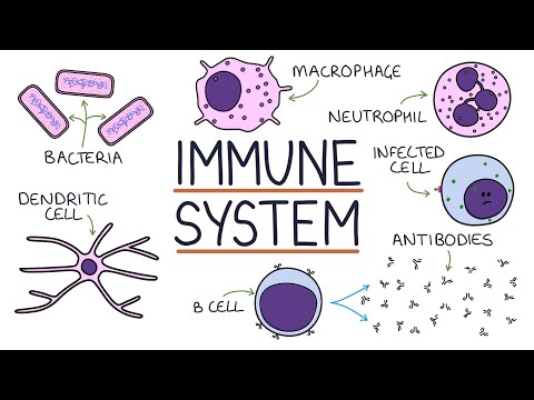 Th2 Cells: Key Players in Immune Response and Health