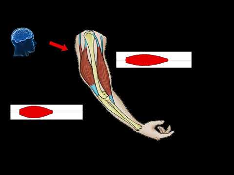 Arm Muscles: Function and Physiology in Human Movement