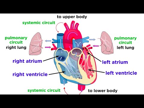 Visualizing the Human Circulatory System for Science Education