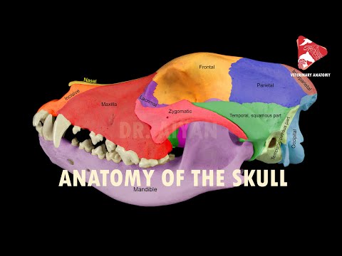 Essential Features of Dog Skull Anatomy and Its Functions